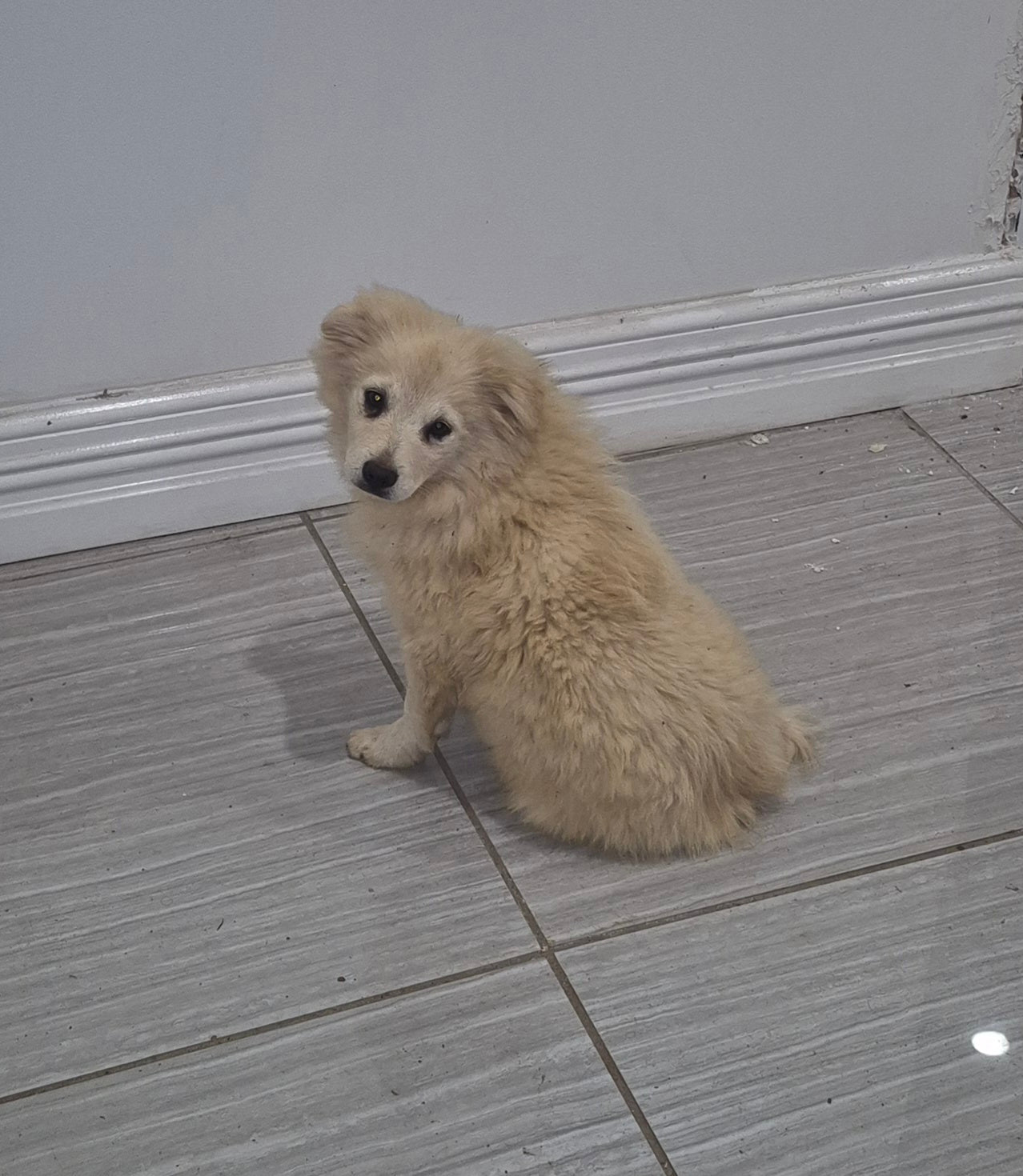 White Pom