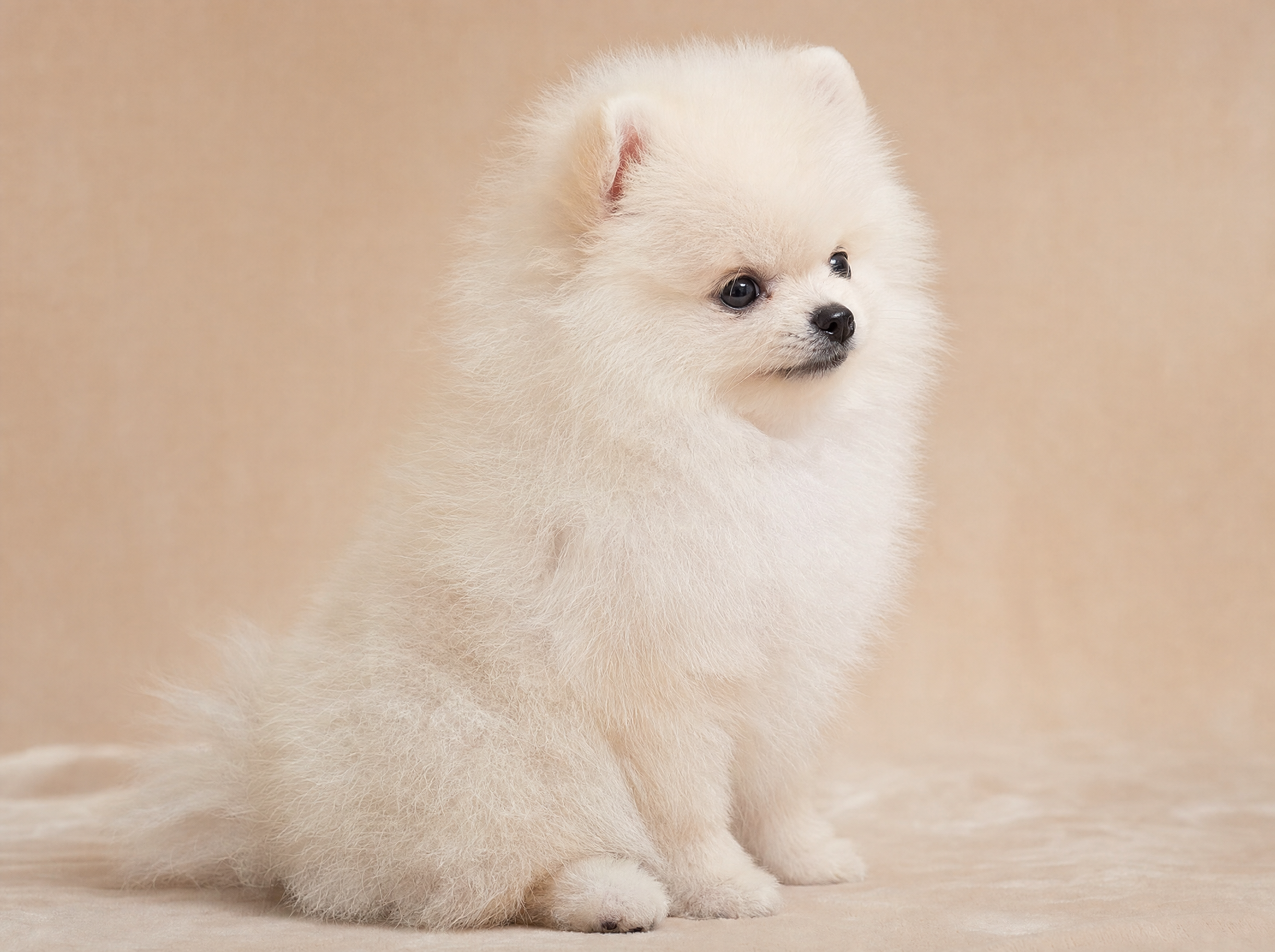 White Pomeranian