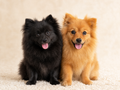 Two Pomeranians