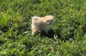 Female White Pomeranian Puppy