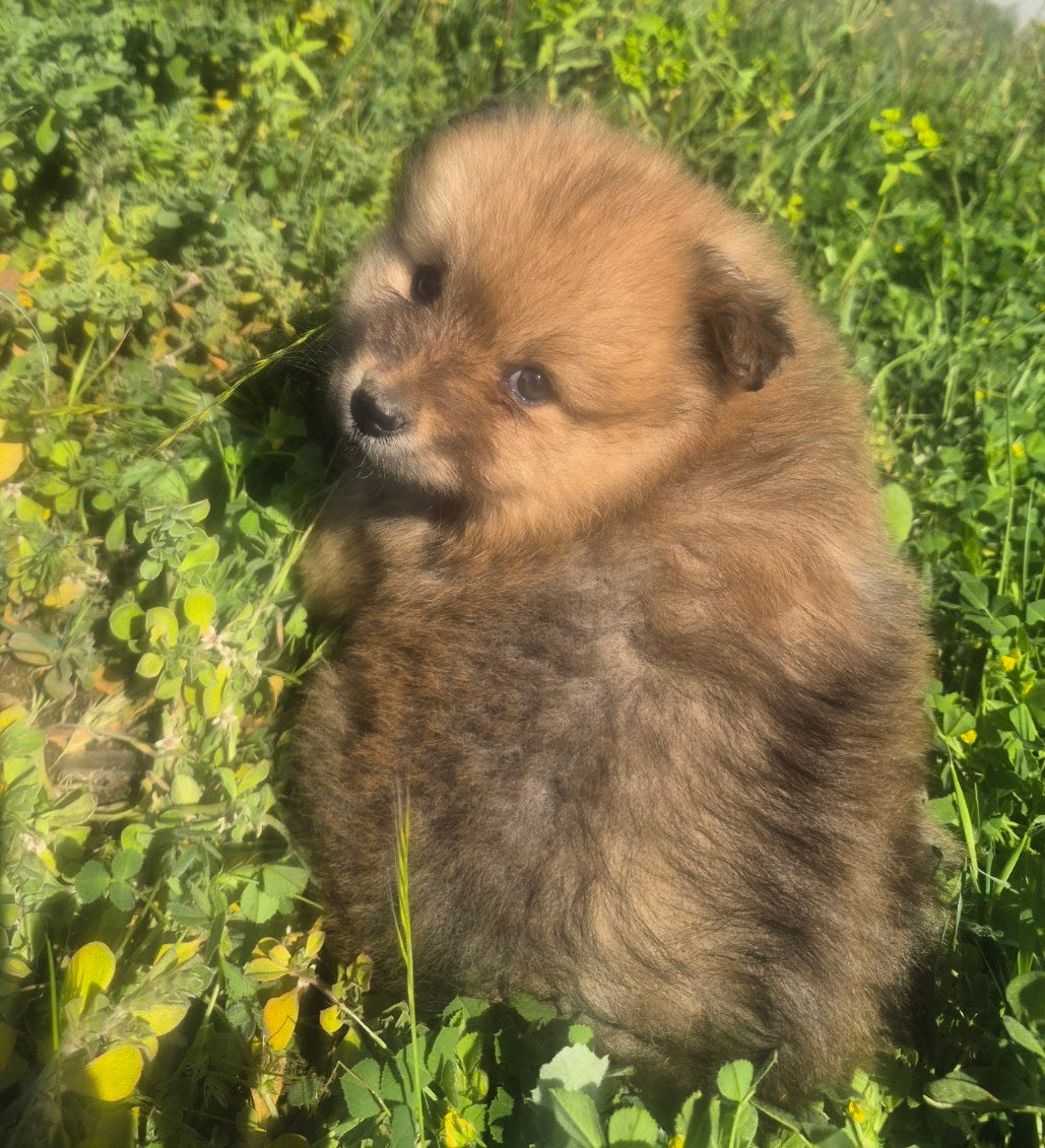 Female Brown Pomeranian Cross Puppy