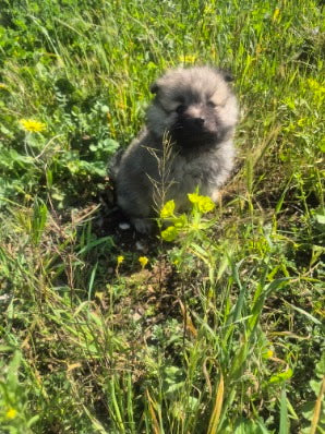 Female Grey Pomeranian Puppy