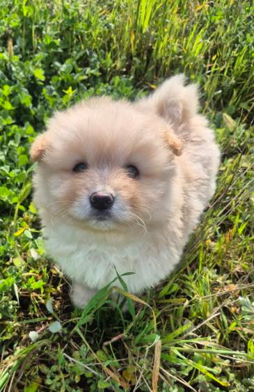 Female White Pomeranian Puppy