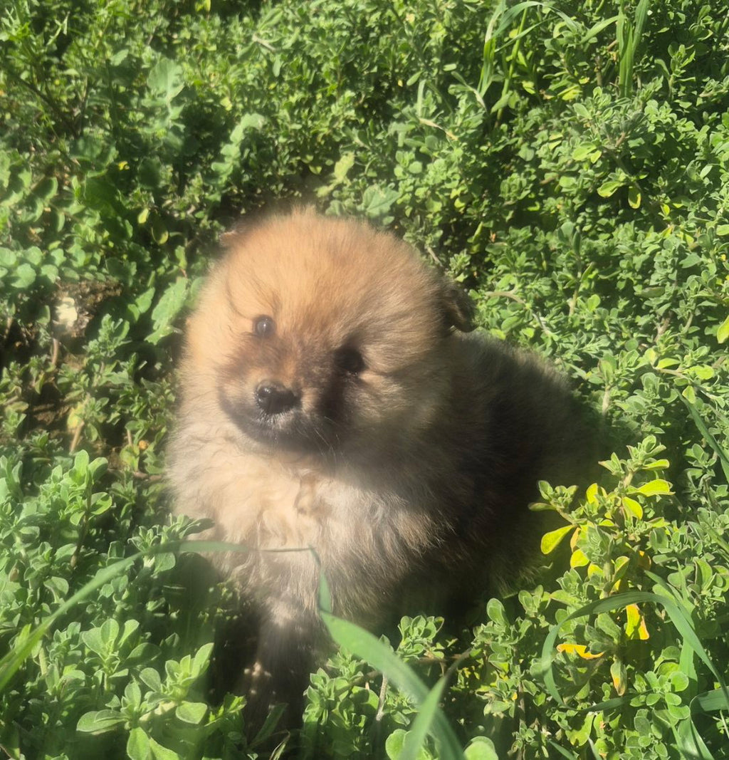 Female Brown Pomeranian Cross Puppy