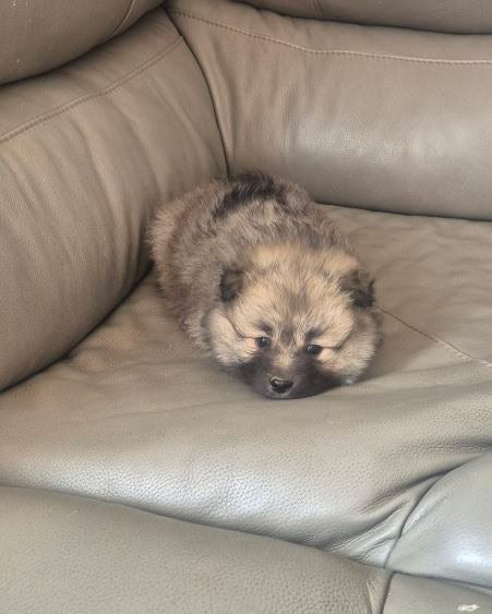 Female Grey Pomeranian Puppy