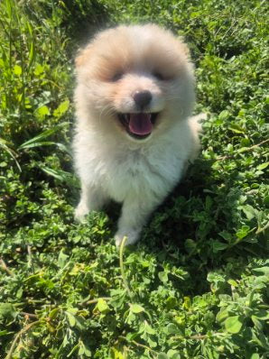 Male White & Yellow Pomeranian Cross Puppy