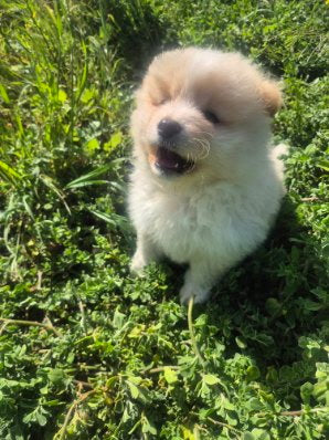 Male White & Yellow Pomeranian Cross Puppy
