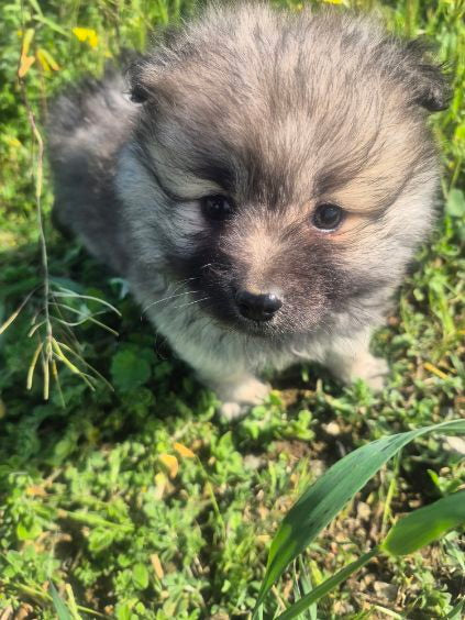 Female Grey Pomeranian Puppy