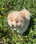 Male White & Yellow Pomeranian Cross Puppy
