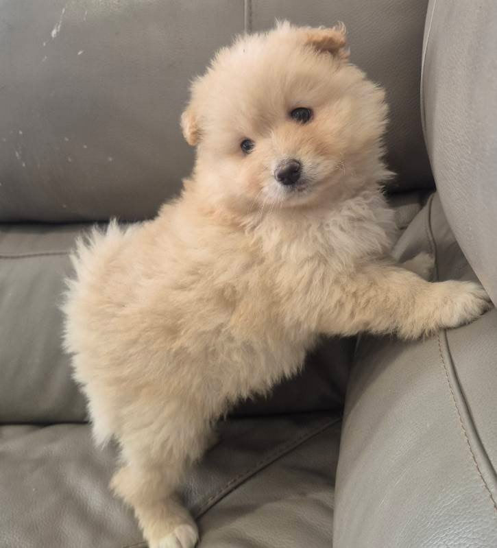 Female White Pomeranian Puppy