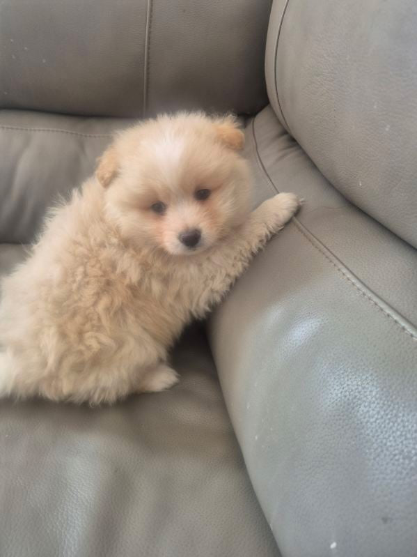 Male White & Yellow Pomeranian Cross Puppy
