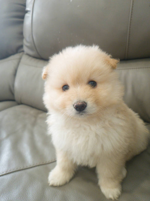 Female White Pomeranian Puppy