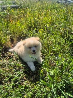 Male White & Yellow Pomeranian Cross Puppy