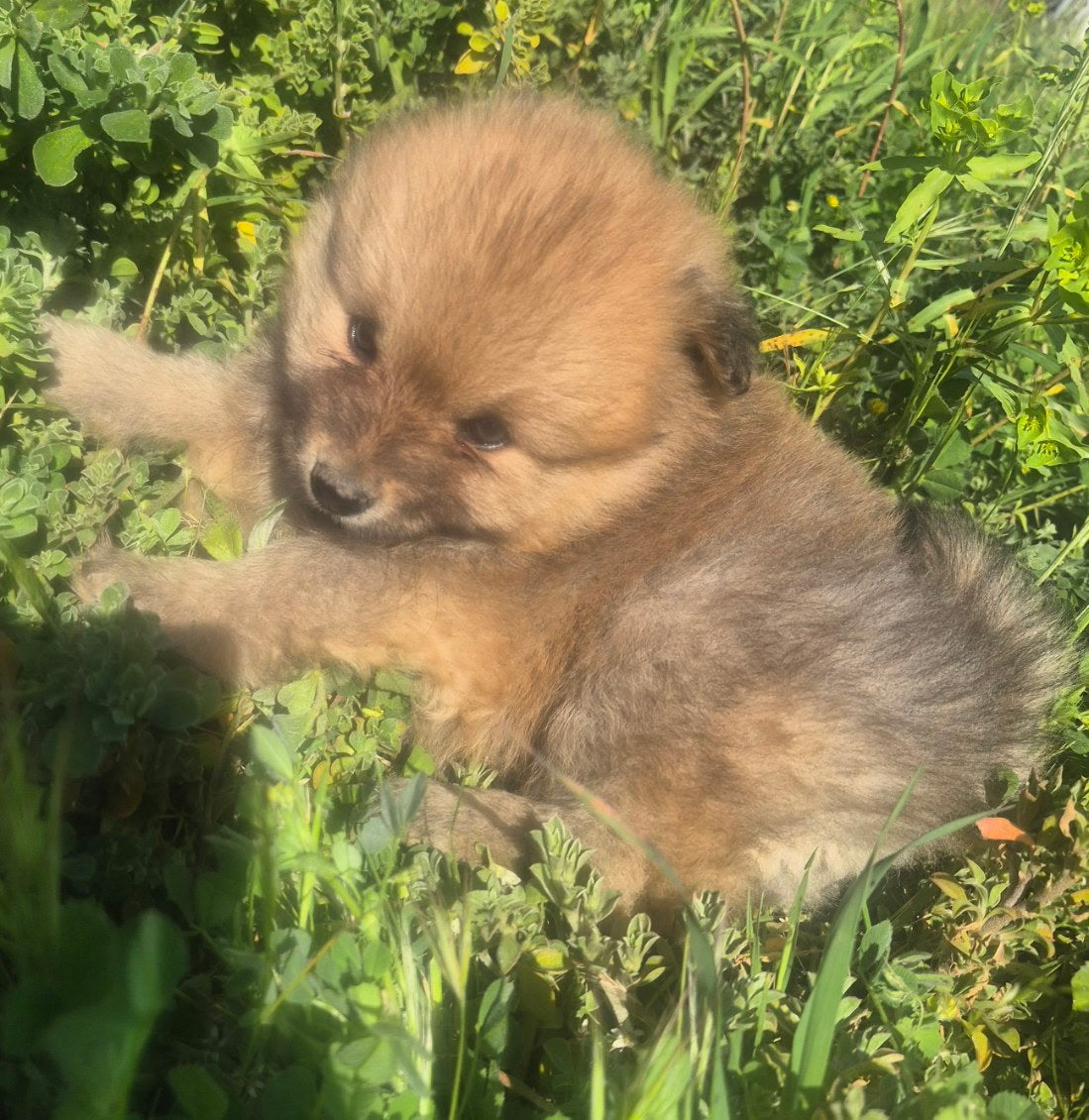 Female Brown Pomeranian Cross Puppy