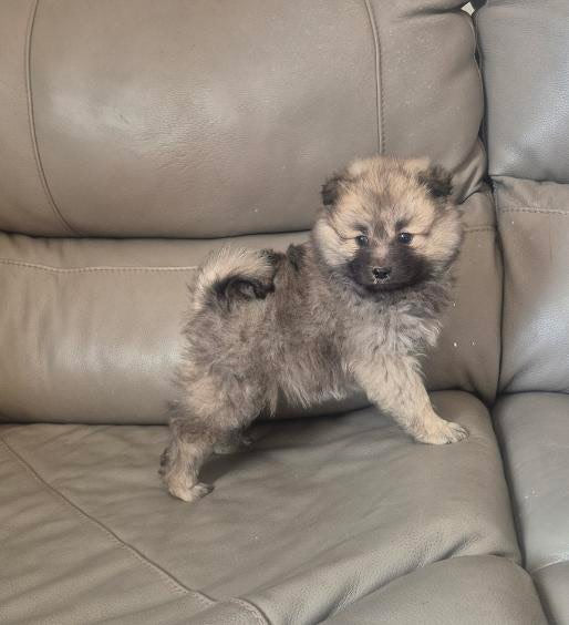 Female Grey Pomeranian Puppy