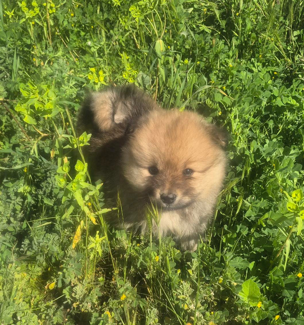 Female Brown Pomeranian Cross Puppy