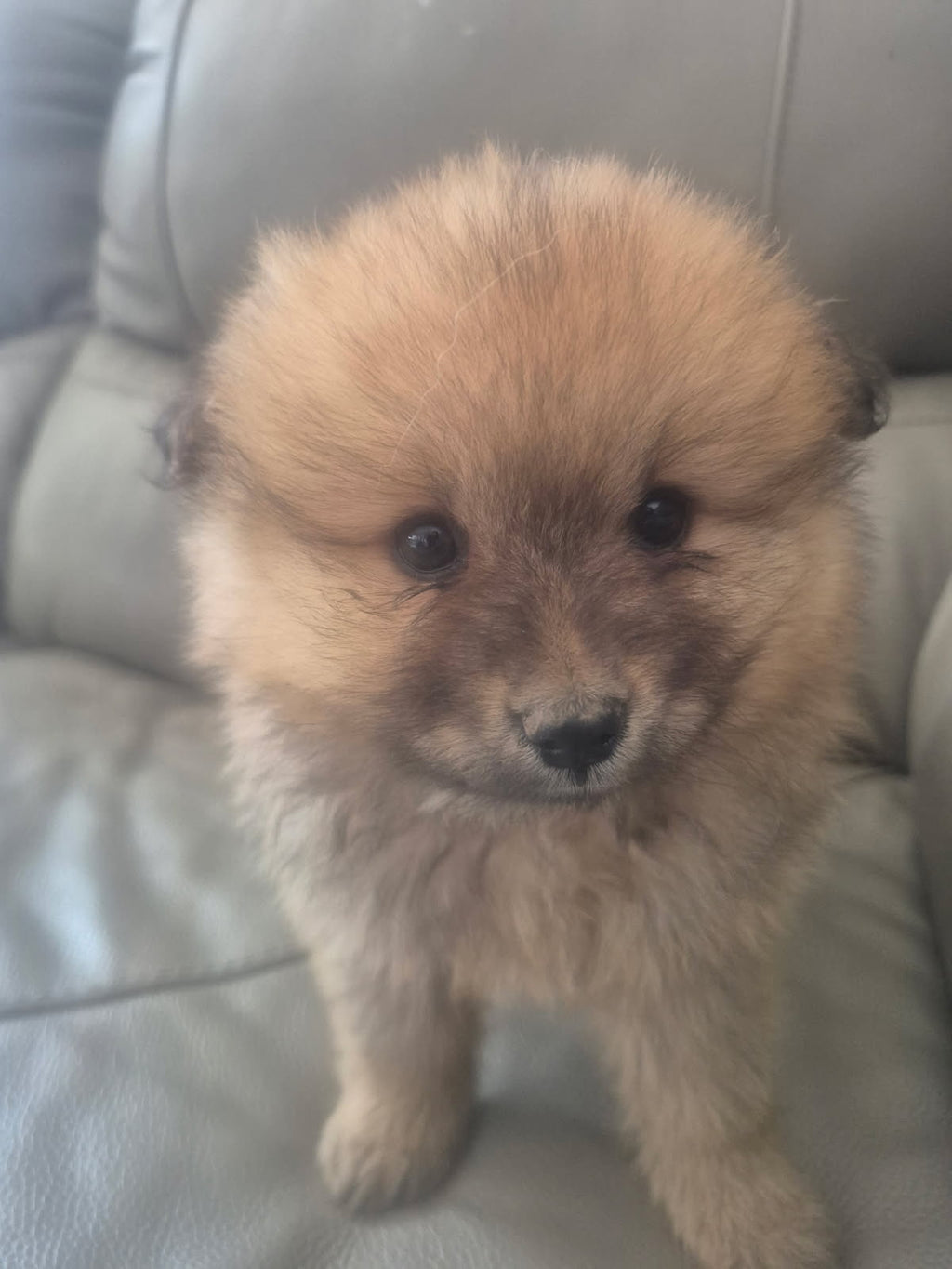 Female Brown Pomeranian Cross Puppy