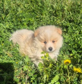 Male White & Yellow Pomeranian Cross Puppy