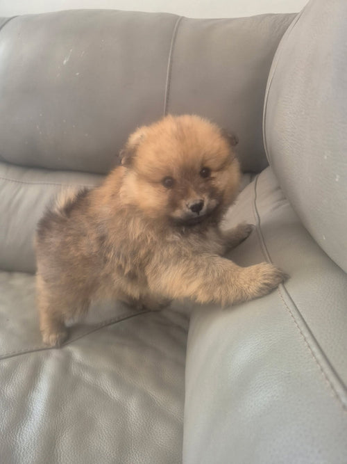 Female Brown Pomeranian Cross Puppy
